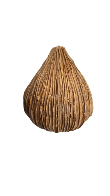 DRAGEA POD