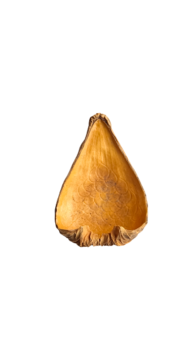 DRAGEA POD