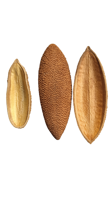 PENTE MACAO POD