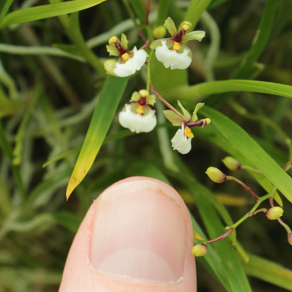 ORQUÍDEA SIGMATOSTALIX RADICANS