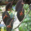 ORQUÍDEA LEPANTHES INSECTIFLORA