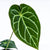 TREPADORA ANTHURIUM MAGNIFICUM