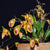 ORQUIDEA LEPANTHES ESCOBARIANA