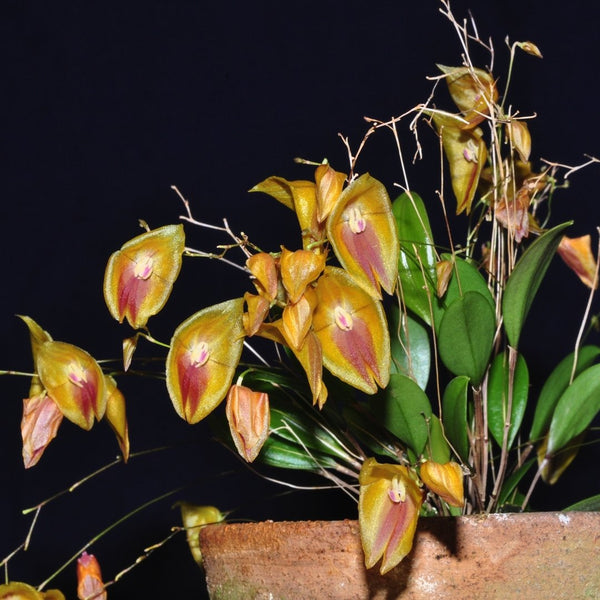 ORQUIDEA LEPANTHES ESCOBARIANA