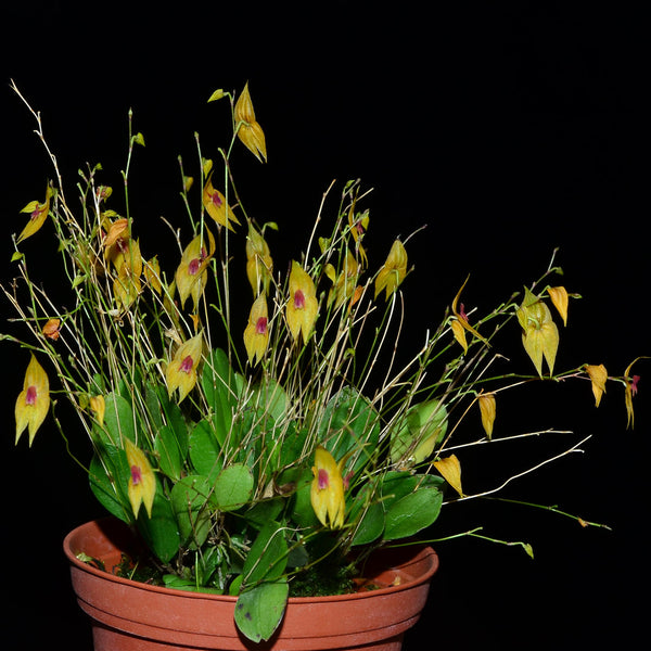 LEPANTHES GUATEMALENSIS