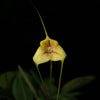 ORQUIDEA MASDEVALLIA PACHYURA