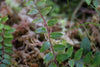 TREPADORA MARGRAVIA SP CONDOR