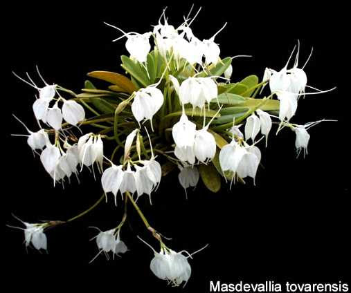 ORQUIDEA MASDEVALLIA TOVARENSIS