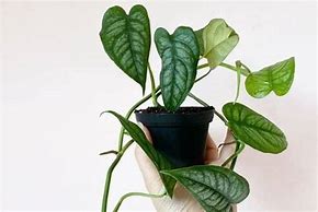 MONSTERA SILTEPECANA