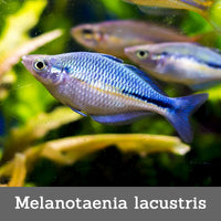 Melanotaenia Lacustris