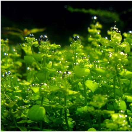 MICRANTHEMUM UMBROSUM