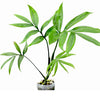 MONSTERA SUBPINNATA