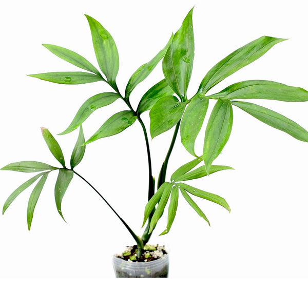 MONSTERA SUBPINNATA