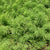 MYRIOPHYLLUM PROPINQUUM