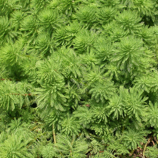 MYRIOPHYLLUM PROPINQUUM