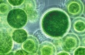Fitoplancton de Lunaqua