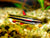 Nannostomus Marginatus