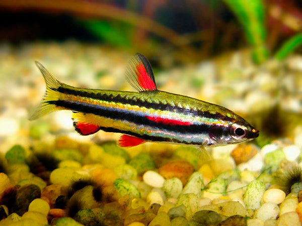 Nannostomus Marginatus