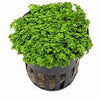 HEMIANTHUS CALLITRICHOIDES CUBA