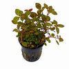LUDWIGIA SP MINI SUPER RED