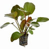 ECHINODORUS OSIRIS
