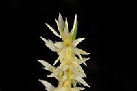 DENDROCHILUM LUZONENSE