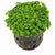 HEMIANTHUS CALLITRICHOIDES CUBA