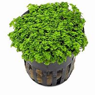 HEMIANTHUS CALLITRICHOIDES CUBA