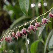 PLEUROTHALLIS RESTREPIODES