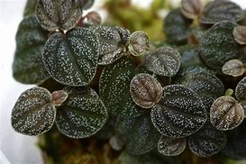 PEPEROMIA ANTONIANA