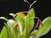 PLEUROTHALLIS FUSCA