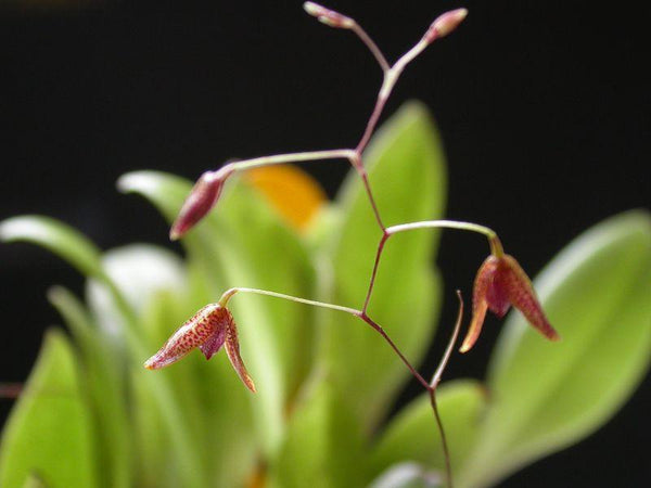 PLEUROTHALLIS FUSCA