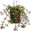 PLANTA TAPIZANTE PEPEROMIA RUBELLA