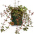 PLANTA TAPIZANTE PEPEROMIA RUBELLA