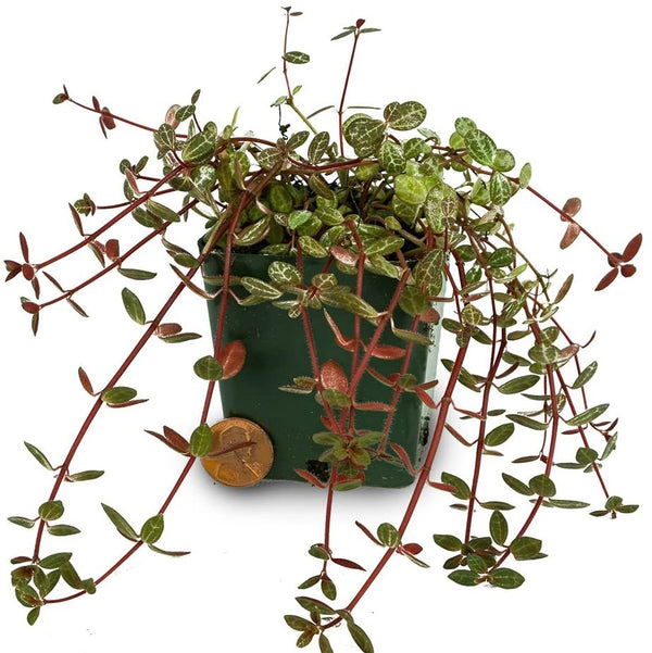 PLANTA TAPIZANTE PEPEROMIA RUBELLA