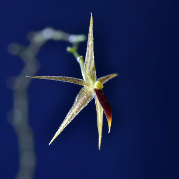 ORQUIDEA PLATYSTELE LANCILABRIS