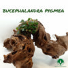 BUCEPHALANDRA PYGMEA JAPON