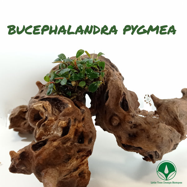 BUCEPHALANDRA PYGMEA JAPON