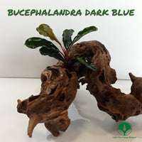 BUCEPHALANDRA DARK BLUE