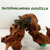 BUCEPHALANDRA GODZILLA