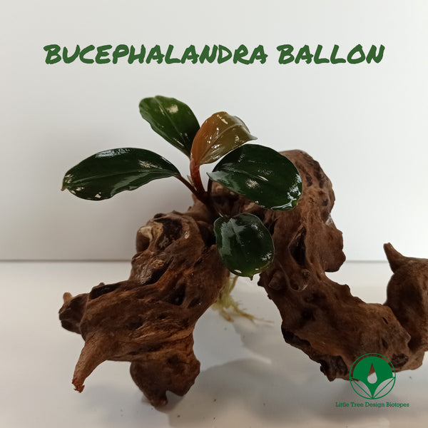BUCEPHALANDRA BALLON