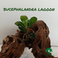 BUCEPHALANDRA LAGOON