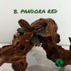 BUCEPHALANDRA PANDORA RED