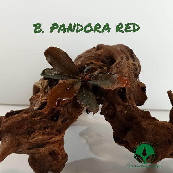 BUCEPHALANDRA PANDORA RED