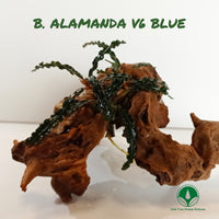 BUCEPHALANDRA ALAMANDA V6 BLUE