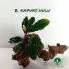BUCEPHALANDRA KAPUAS HULU