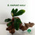 BUCEPHALANDRA KAPUAS HULU