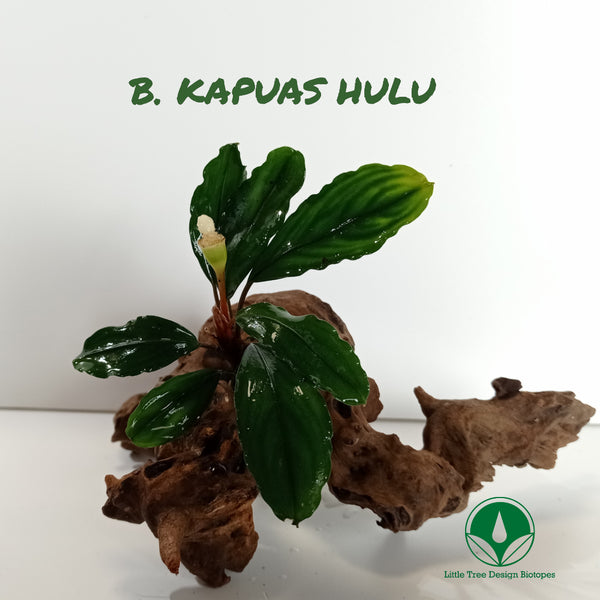 BUCEPHALANDRA KAPUAS HULU