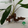HOMALOMENA SP SEKADAU SOUTH