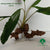 HOMALOMENA SP SEKADAU SOUTH